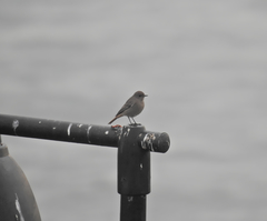 Phoenicurus ochruros