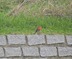 Erithacus rubecula