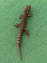 Hemidactylus parvimaculatus