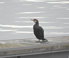 Phalacrocorax carbo