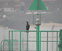 Phalacrocorax carbo
