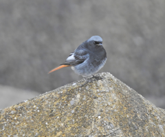 Phoenicurus ochruros