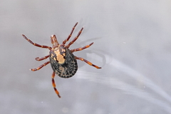 Amblyomma hebraeum
