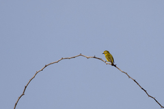 Zosterops flavilateralis flavilateralis