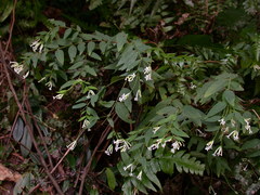 Wikstroemia mononectaria