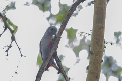 Chloropicus spodocephalus rhodeogaster