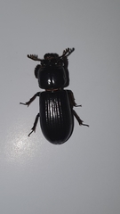 Aulacocyclus