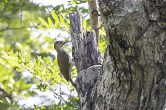 Campethera mombassica