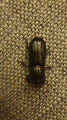 Aulacocyclus