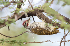 Campethera nubica nubica