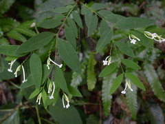 Wikstroemia mononectaria