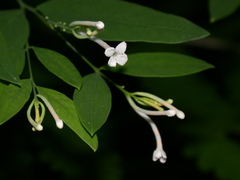 Wikstroemia mononectaria