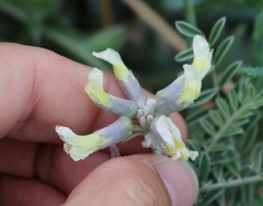 Sophora nuttalliana