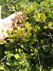 Sideroxylon obtusifolium