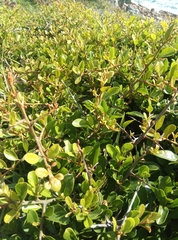 Sideroxylon obtusifolium