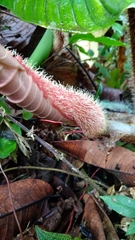 Philodendron serpens