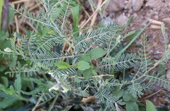 Sophora nuttalliana