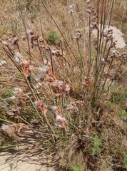 Androtrichum trigynum