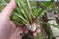 Taraxacum diastematicum