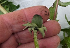 Taraxacum diastematicum