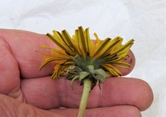 Taraxacum diastematicum