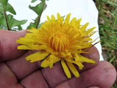 Taraxacum diastematicum