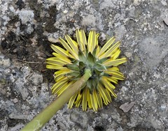 Taraxacum diastematicum