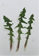 Taraxacum diastematicum