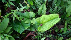 Philodendron serpens