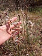 Androtrichum trigynum