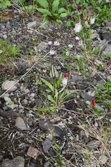 Erigeron eriocalyx