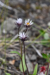 Erigeron eriocalyx