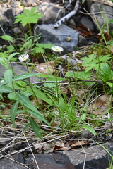 Erigeron eriocalyx