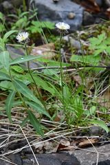 Erigeron eriocalyx