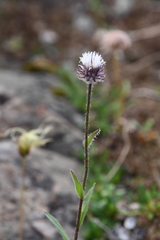 Erigeron eriocalyx
