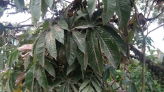 Pourouma cecropiifolia