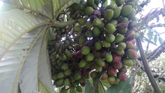 Pourouma cecropiifolia
