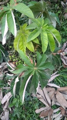 Pourouma cecropiifolia