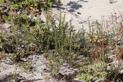 Image of Aspalathus retroflexa by (c) Tony Rebelo, some rights reserved (CC BY-SA)