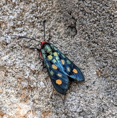 Arniocera auriguttata