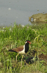 Vanellus indicus