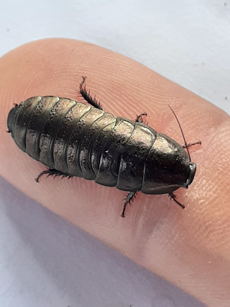 Barrel Roaches From South Cape DC South Africa On December 24 2021 At   Large 