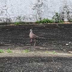 Streptopelia chinensis