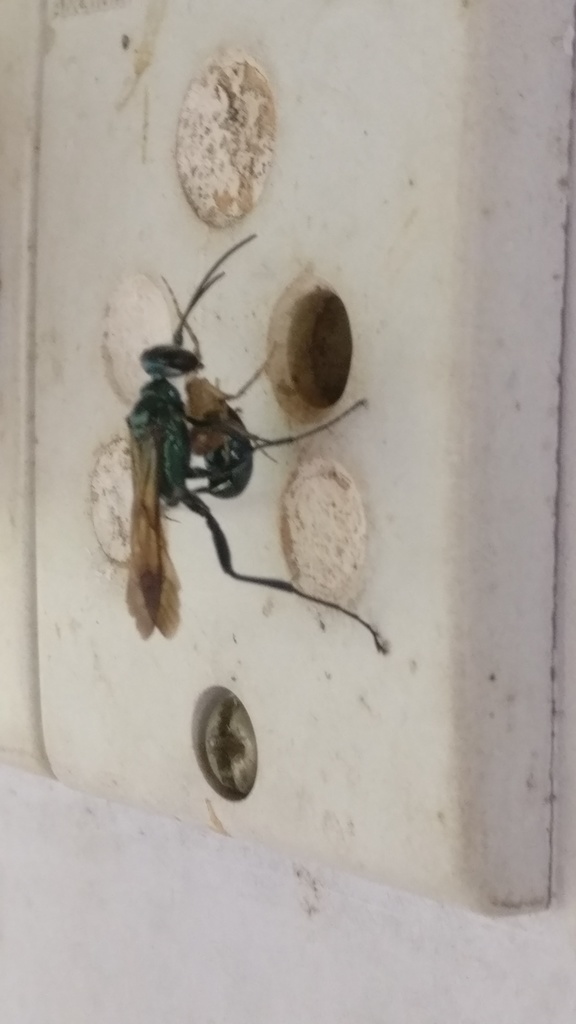 Oriental Mud-dauber Wasp