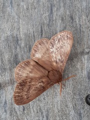 Phyllalia thunbergii