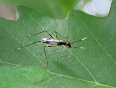 Rainieria antennaepes