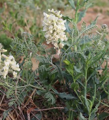 Sophora nuttalliana