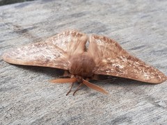 Phyllalia thunbergii