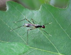 Rainieria antennaepes
