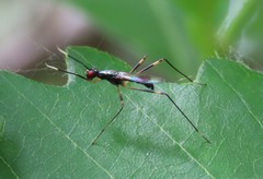 Rainieria antennaepes